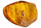 Fossil Butterfly (Lepidoptera) Larva In Baltic Amber #93984-1